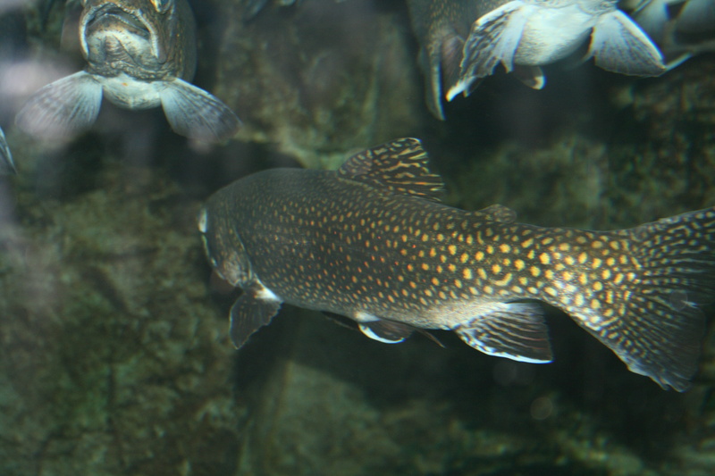 nature, catch, seafood, diet, tail, school of fish, swimming, brown, scales, 4K, fresh, wild, beige, swim, animal themes, animals in the wild, river, sea life