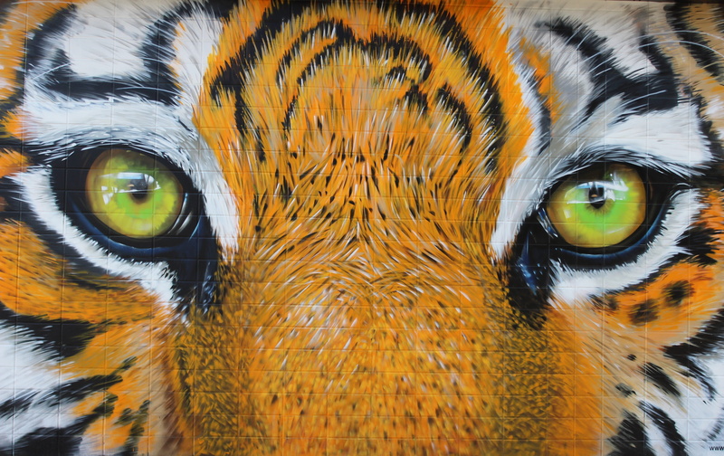cat, animal wildlife, animal body part, tigers, feline, owl, no people, tiles, orange color, bird of prey, predator, close, yellow eyes, animal head, portrait