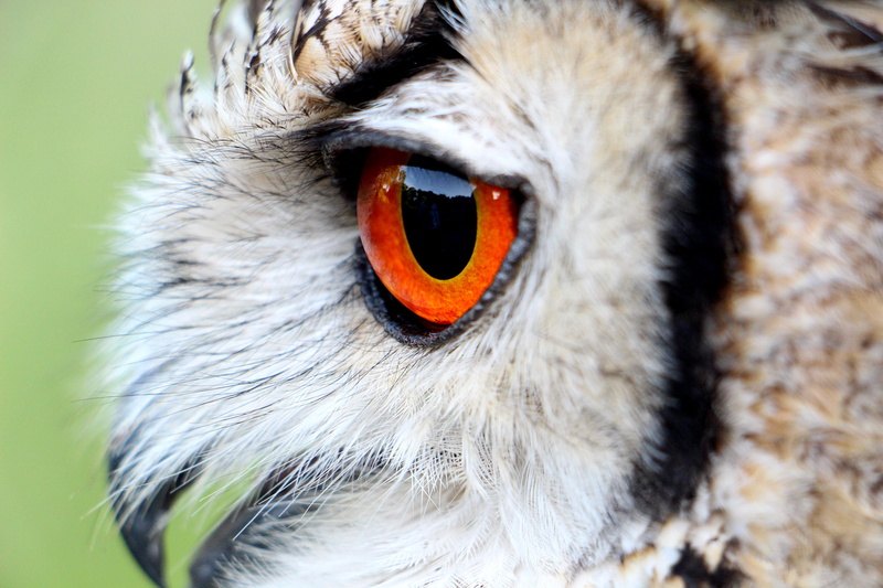black, portrait, focus on foreground, animal, brown, hornugle, looking at camera, animals in the wild, iris - eye, orange color, 5K, day, animal wildlife
