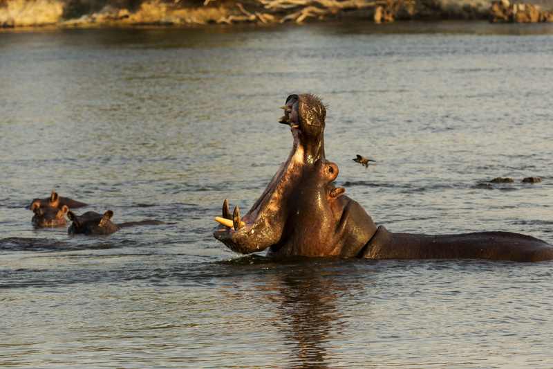 yawn, animals in the wild, big, african, two animals, 5K, national, mouth, wildlife, Hippo, group of animals, mammal, dangerous, nature, outdoors, herbivorous