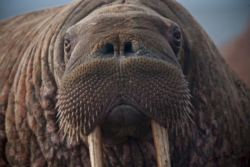 front view, looking at camera, whisker, close-up, whiskers, animal mouth, no people, mammal, animal, fat, nature, tusks, portrait, wrinkled, animal eye