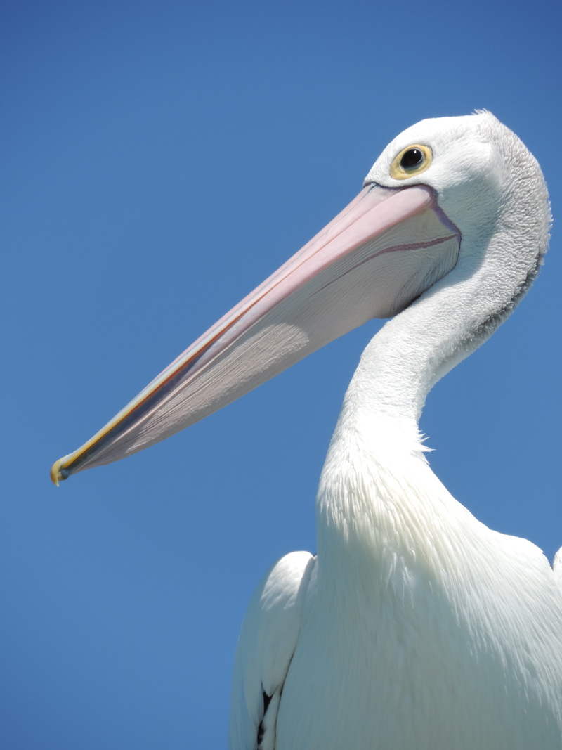 water, royalty, white, animal body part, one animal, nature-photography, coast, flight, big-bird, pelican, white-bird, beach, face, wild-bird, no people