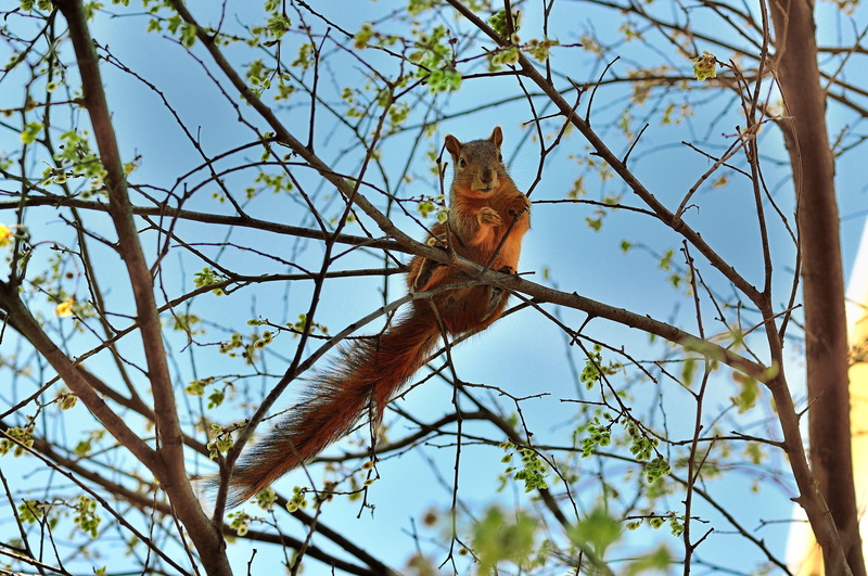 squirrel, tree, spring, animal, 4K