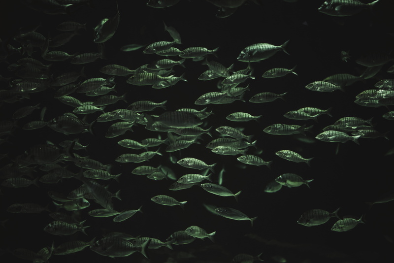 animals in the wild, indoors, herring, school of fish, animal, no people, mullet fish, night, sea, water, istanbul, aquarium, animal wildlife, turkey, animal themes