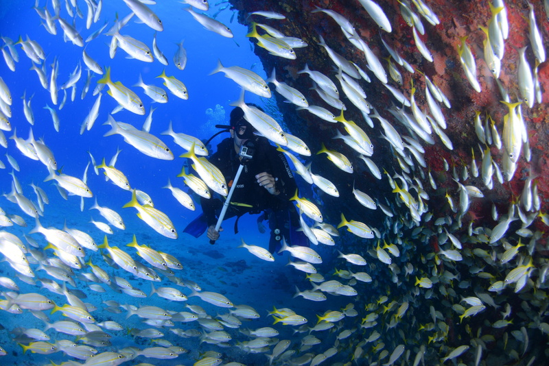 person, underwater, nature, mar, marine, blue, school of fish, diving deep, scuba, animal themes, white, school, fins, fish, sport, passion, animal, water