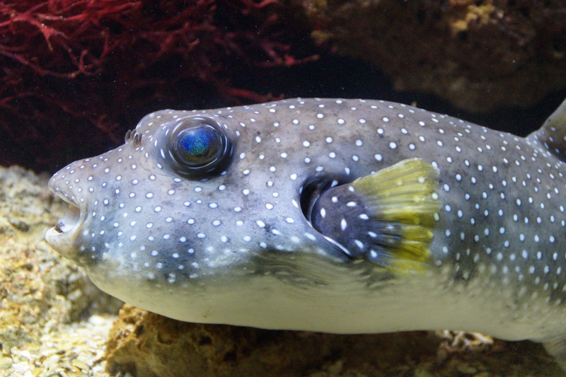 swimming, ocean, no people, animal themes, animal markings, close, spotted, nature, water creature, face, animal wildlife, Underwater, exotic, eye, animal