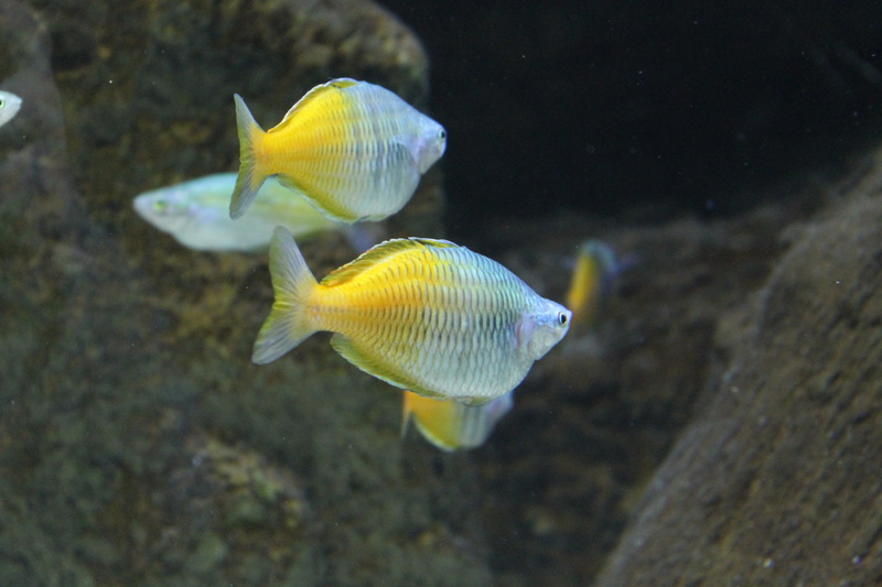 4K, animal themes, reef, tropical fish, photo, close-up, animal wildlife, water, transparent, fish, aquarium, blue, undersea, saltwater, ocean, exotic