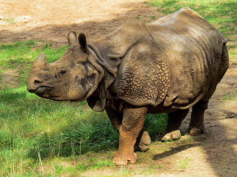 mammal, 2K, animals in the wild, force, brown, pachyderm, horn, outdoors, safari animals, one animal, big game, sunlight, rhino, green, vertebrate, close