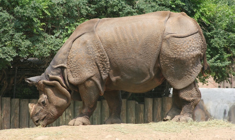 animal body part, animal trunk, one animal, african elephant, animals in the wild, animal themes, land, day, skin, rhino, mammal, asia, 2K, standing, wildlife