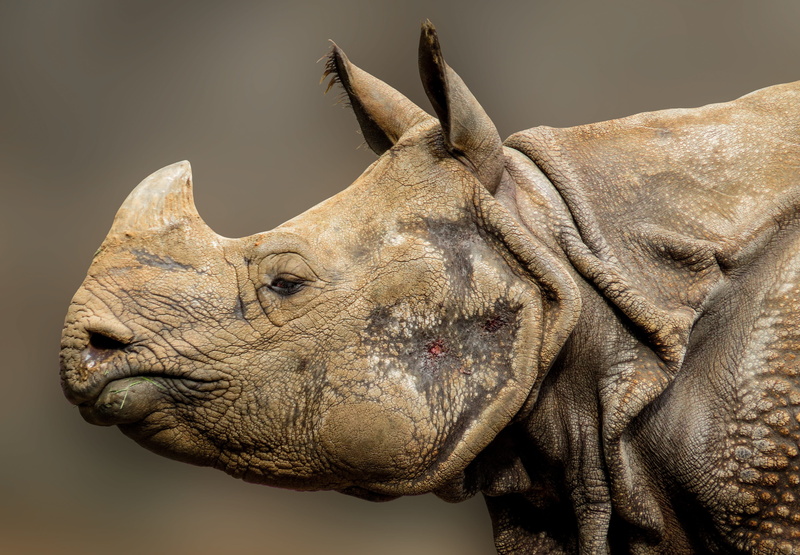 focus on foreground, no people, animal themes, animal body part, close-up, photo, pachyderm, 4K, rhinoceros, day, animal head, animal portrait, horn, close