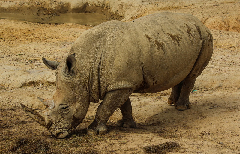 safari, horned, rhino, no people, animals in the wild, animal themes, zoo, dirt, gray, animal wildlife, outdoors, herbivorous, endangered species, rhinoceros horns