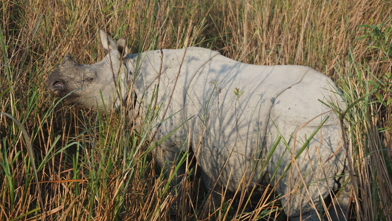 rhinoceros, mammal, outdoors, no people, animal wildlife, india, 5K, plant, animals in the wild, field, wildlife, kaziranga, growth, nature, animal, animal themes