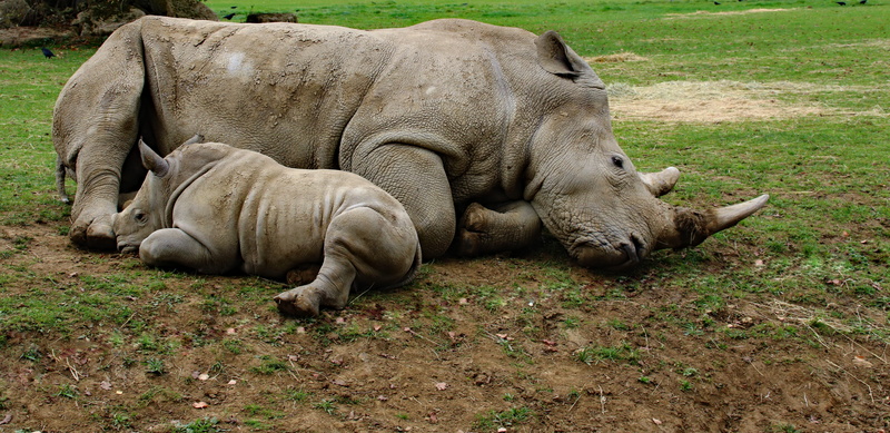 day, mother and son rhino, wildlife, big, animals in the wild, one animal, animal themes, nature, field, mammal, Mother And Son, lying, land, rhinoceros