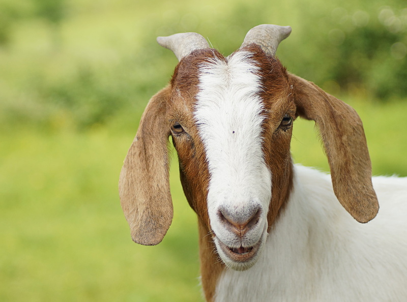 livestock, animal portrait, horned, mammals, one animal, laugh, pets, domestic, land, close-up, animal head, mammal, pet, focus on foreground, wildlife photography