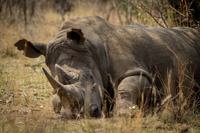 serengeti National Park, tourism, outdoors, safari, endangered, savannah, animal themes, national Park, white Rhinoceros, plant, east Africa, herbivorous
