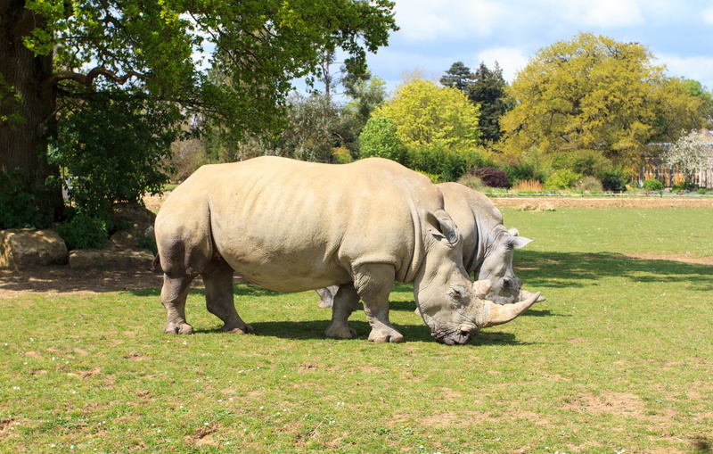 grass, Animal, day, animals in the wild, growth, Zoo, no people, horn, sunlight, Wild, land, one animal, domestic animals, herbivorous, pets, Rhino, mammal