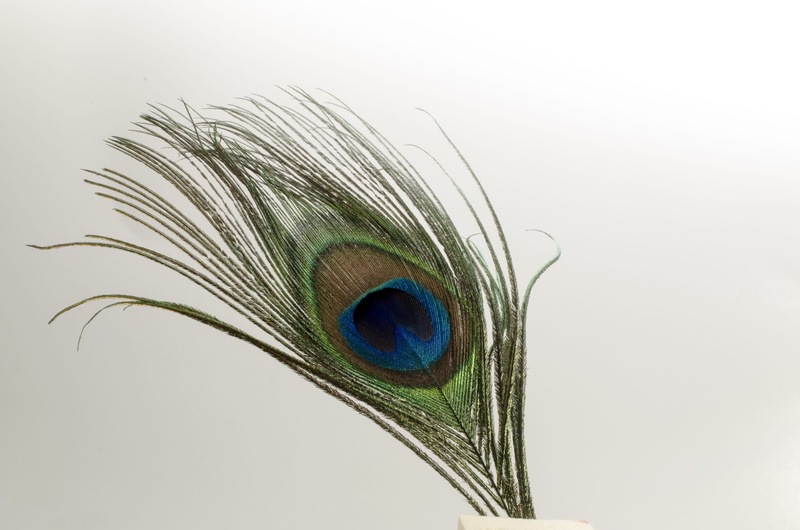 4K, one animal, Feather, black, animal themes, animal, Bird, close-up, colorful, wildlife, wild, zoo, softness, lightweight, indoors, studio shot, green Color