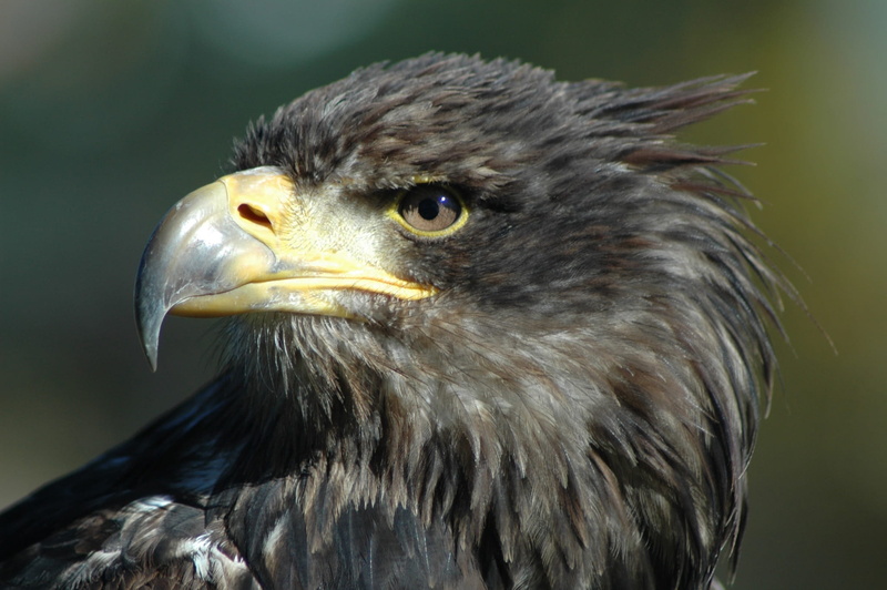 vertebrate, eagle - Bird, looking, animal, focus, head on, beak, eagle, hawk - Bird, head, raptor, falcon - bird, brown, animal body part, observing, one animal