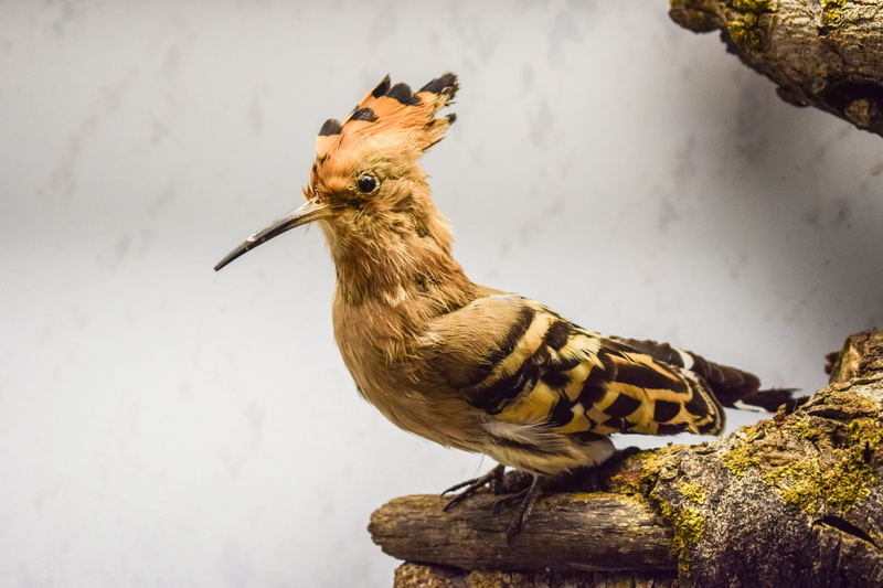 environmental museum, black, animal themes, vertebrate, fauna, tree, trunk, feather, side view, animal wildlife, wildlife, focus on foreground, brown, day