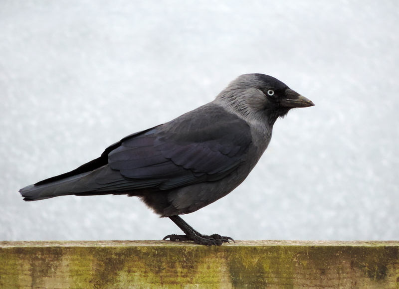 close-up, horizontal, vertebrate, gray, animals in the wild, perching, bird, eurasian jackdaw, nature, feathers, beak, outdoors, side view, european jackdaw