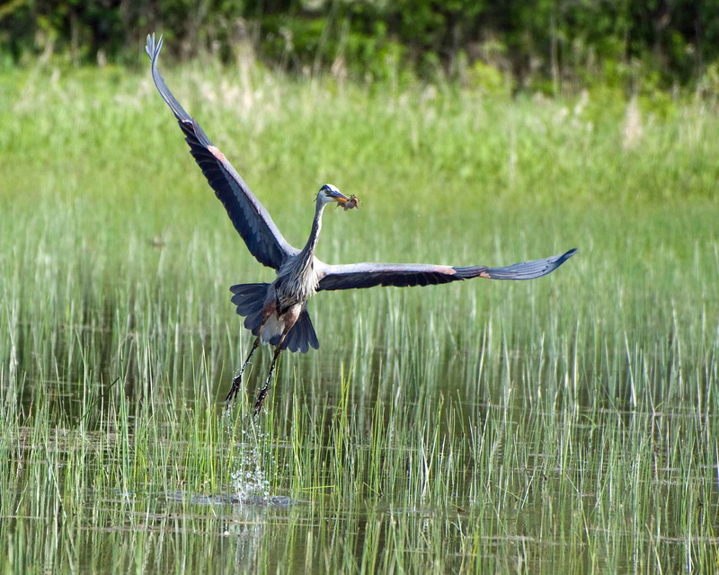white, black bird, flies, 1080P, birds, day, wildlife, bird, daytime, ardea, animal themes, animal wildlife, water Bird, animals, great, off, animal, spread wings