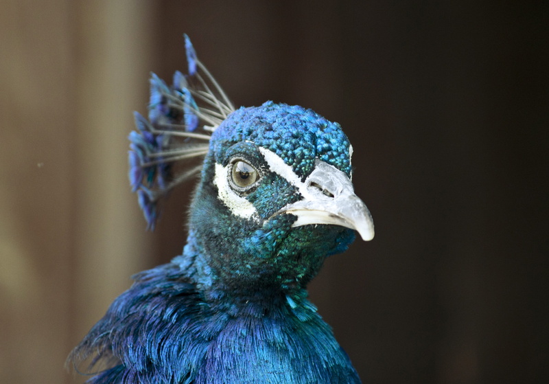 beak, bird, nature, looking, peacock, birds head, one animal, day, animal wildlife, animal themes, blue peacock, blue, white, male Animal, portrait, eye