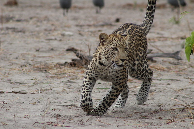 vertebrate, aardvark, bird, animal wildlife, screensaver, brown, carnivora, zebra, undomesticated cat, cat, one animal, jaguar, ocelot, animals in the wild
