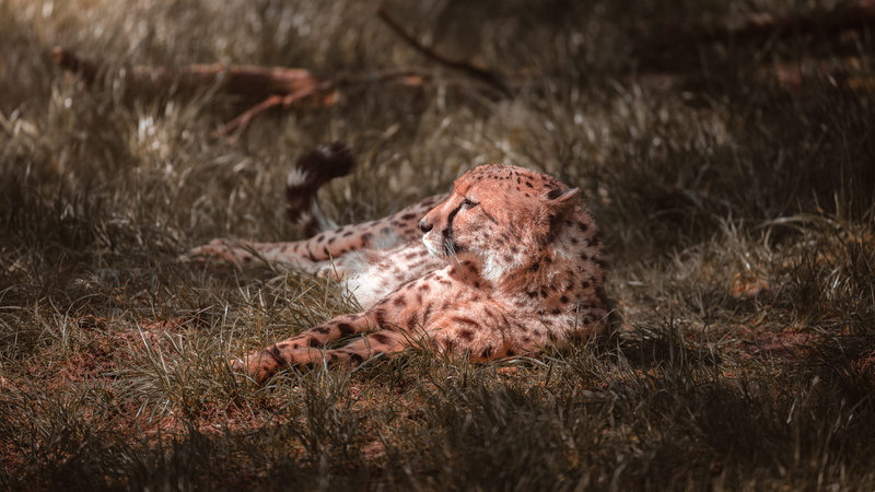 snow leopard, wildlife, outdoors, panther, plant, lying, canine, feline, moss, animal, animal themes, leopard, jaguar, 8K, land, mammal, day, cat, animal wildlife