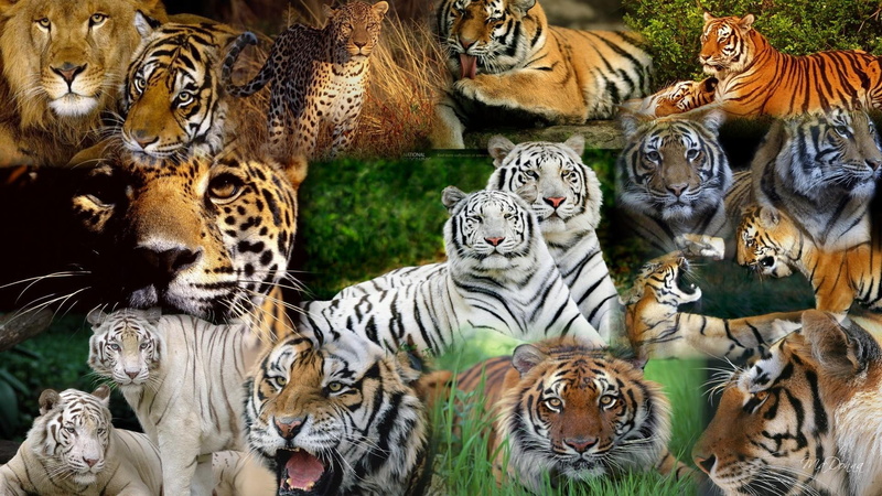 tigers, lot, leopard, lion, predator, cheetah, images, photo, high, resolution, 1080P, tiger, cats, jaguar