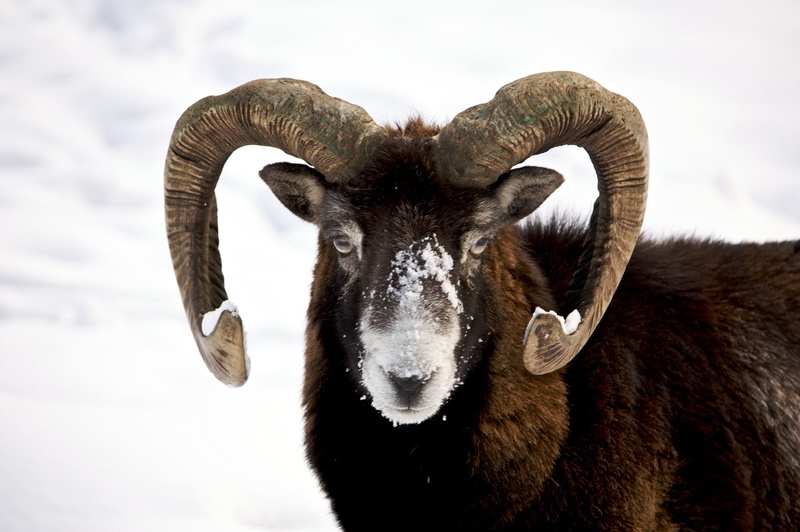 animal wildlife, ram, mountain, goat, nature, 1080P, no people, sky, looking, wilderness, livestock, animal head, wild, horns, domestic, snow, male, domestic animals