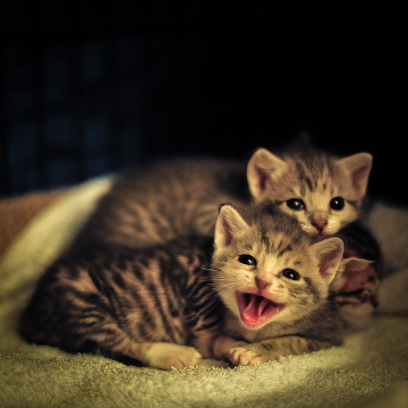 usa, mouth, domestic animals, animal, leopard, two, abyssinian, fire, looking at camera, mouth open, yawning, whisker, smiling, domestic cat, tabby, wildlife