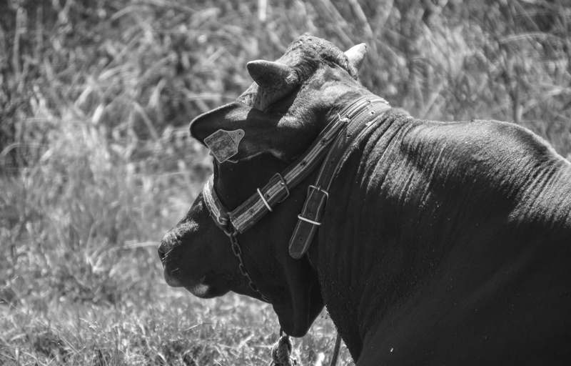horned, livestock, animals in the wild, focus on foreground, ranch, domestic animals, day, grass, animal, plant, 5K, dairy, calf, beef, cattle, bull, design