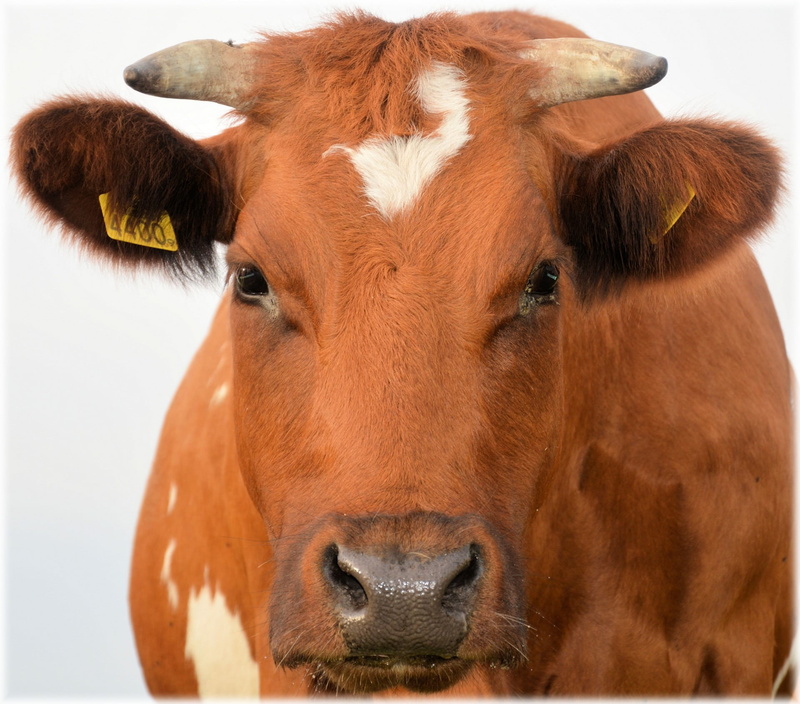 head, livestock, farmland, horn, bull, snout, cattle, photograhpy, meat, looking at camera, herbivorous, breed, milk, beast, animal head, steak, ranch