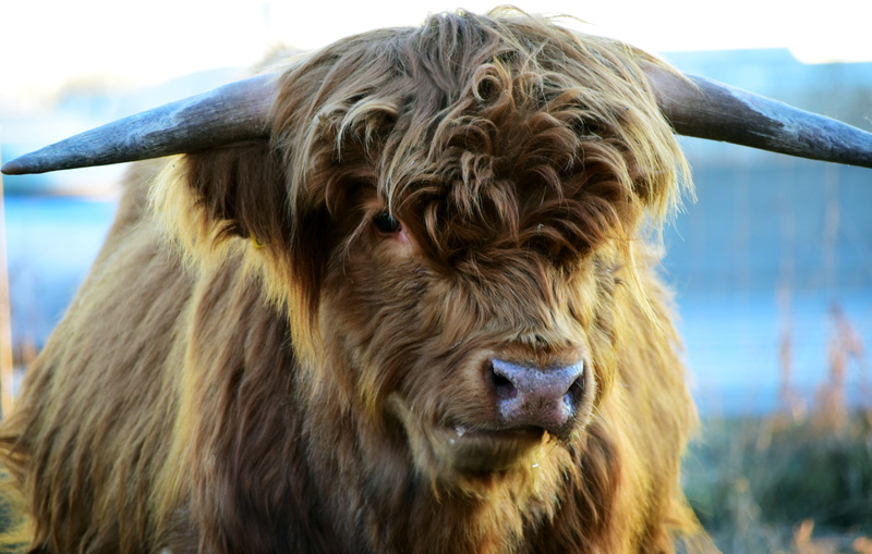 highlander, herbivorous, organic beef, one animal, animal, foot, no people, scottish hochlandrind, highland beef, highland cattle, view, race, ox, domestic