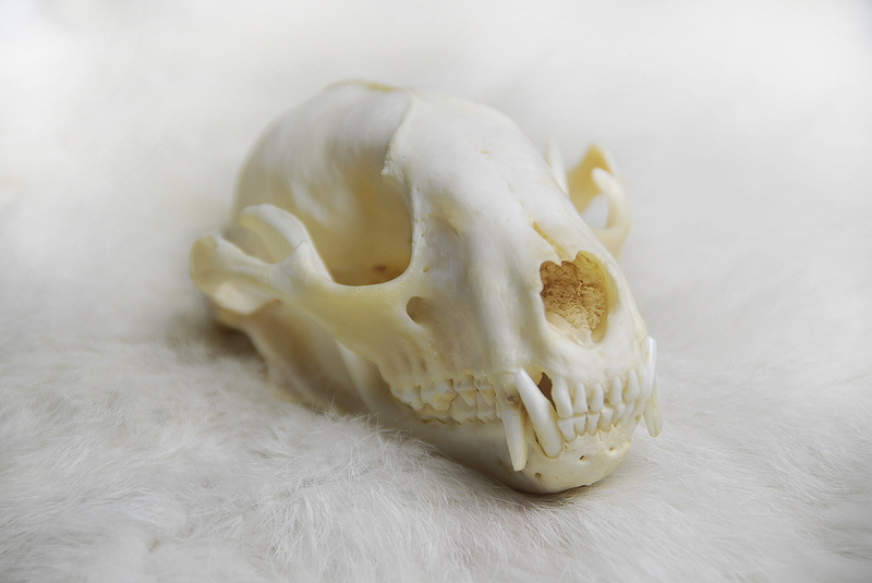 mammal, single object, raccoon, ingredient, biology, vegetable, spice, selective focus, animal, anatomy, no people, skull, still life, mushroom, wild, bone