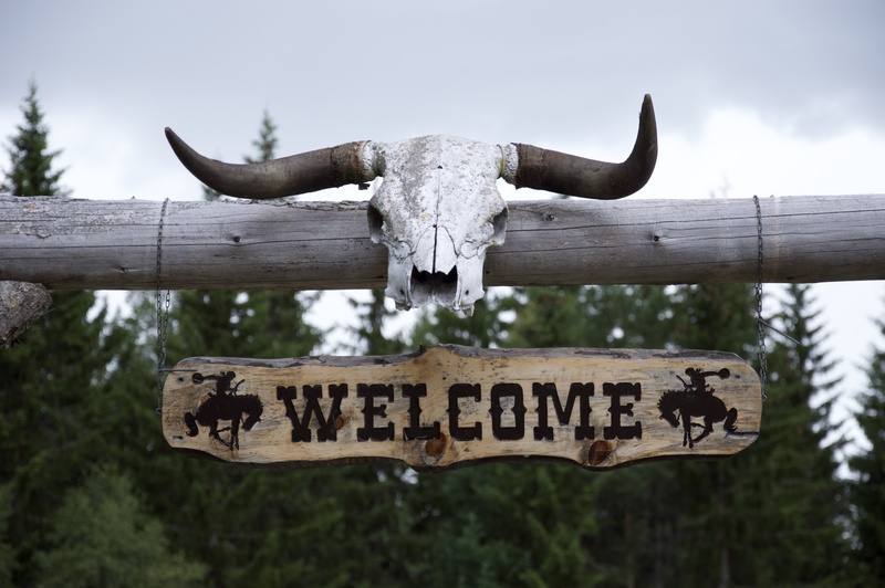 text, welcome, cow, western script, ranch, animal head, head, focus on foreground, nature, cowboy, bull, communication, plant, animal, horns, western, 5K