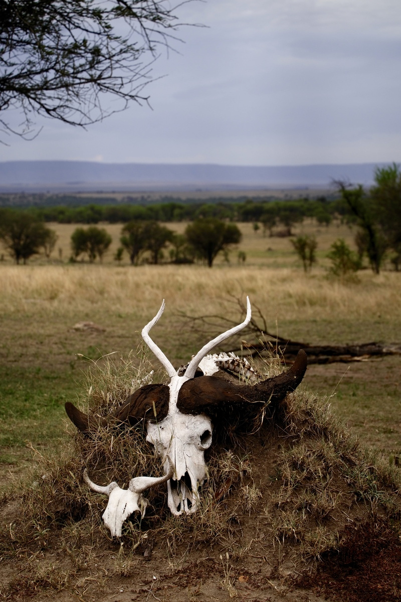 longhorn, horn, landscape, arusha, wildlife, closeup, skull, field, skeleton, focus on foreground, serengeti national park, domestic animals, white, serengeti