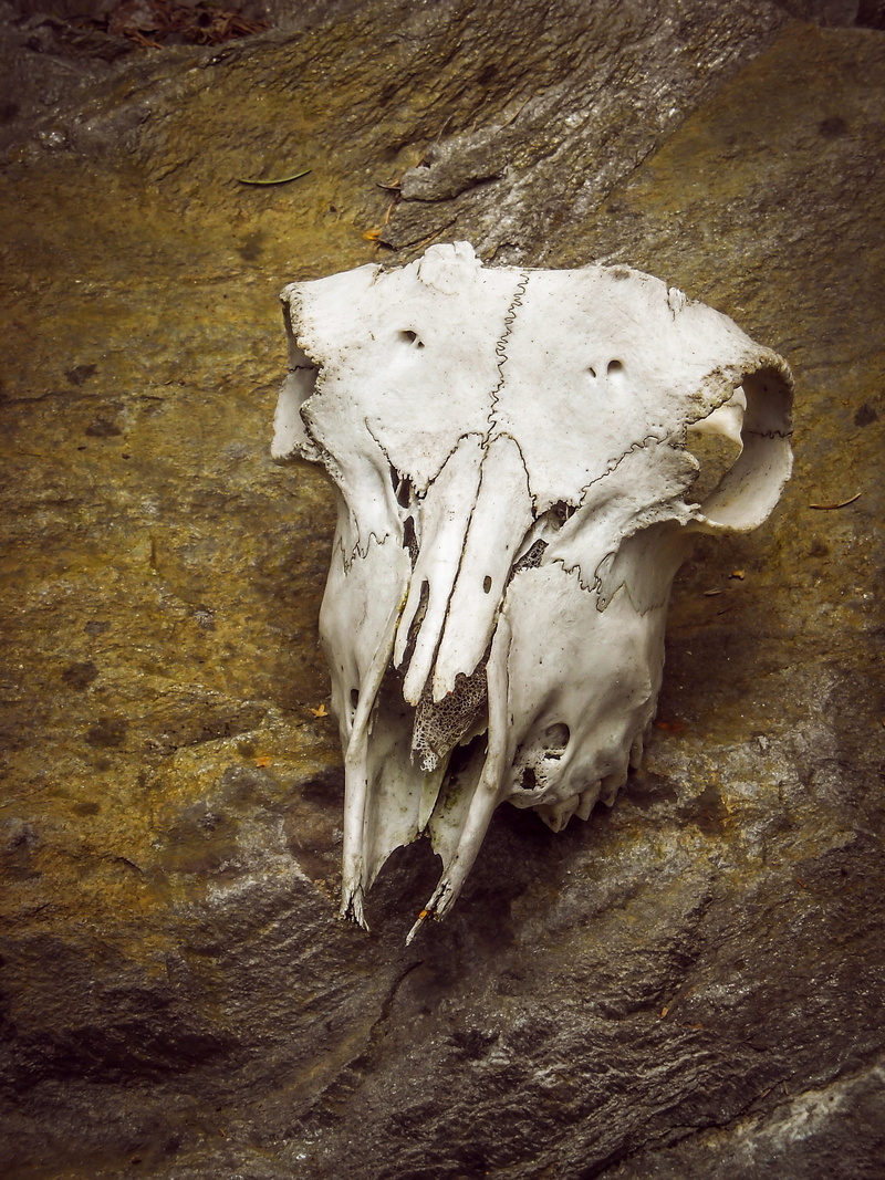 nature, single object, close-up, creepy, hunting, white, trophy, still life, animal skeleton, wood - material, animal body part, anatomy, no people, indoors
