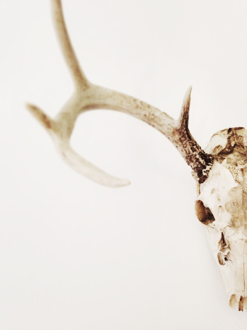 hunting, indoors, food, cut out, day, antlers, bone, plant, wall, tree, copy space, skeleton, trophy, antler, death, food and drink, white, close-up, decoration