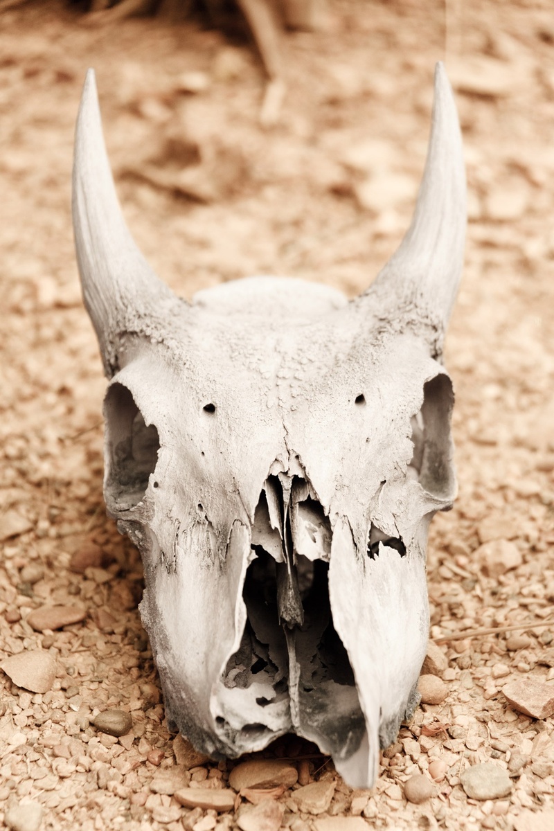 animal themes, day, one animal, dead, animal skeleton, animal bone, no people, animal head, skull, beige, heat, animal skull, drought, animal, bone, land