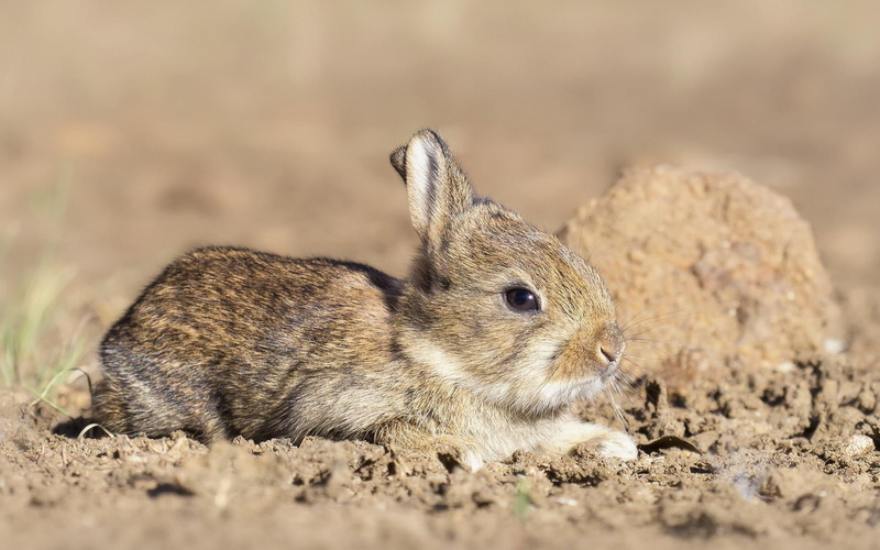 animals, brown, hare, 1920x1200, 1080P, rabbit, white