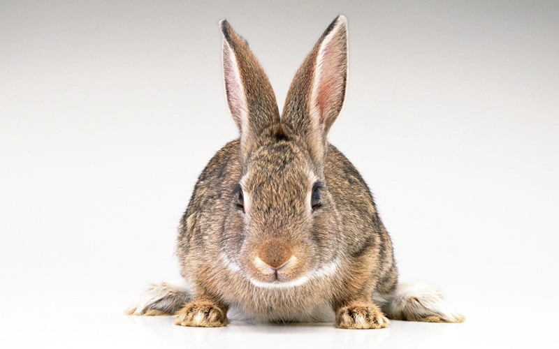 portrait, studio Shot, animal Ear, sitting, cut out, young Animal, domestic, rabbit, no People, close-up, brown, hare, pets, whisker, rodent, white, animal wildlife