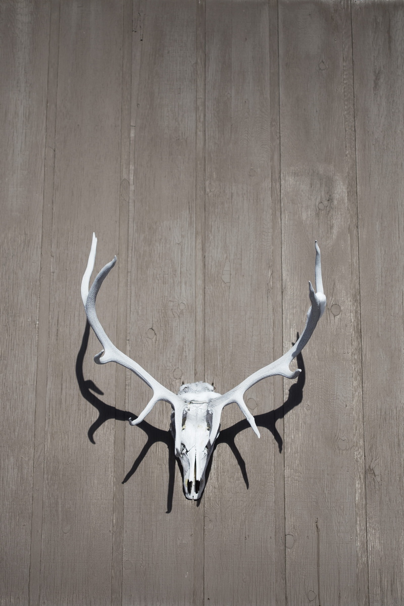 colorado, wood - material, single object, animal themes, 4K, elk, antler, no people, taxidermy, animal, united states, mounted, animal skull, animal body part