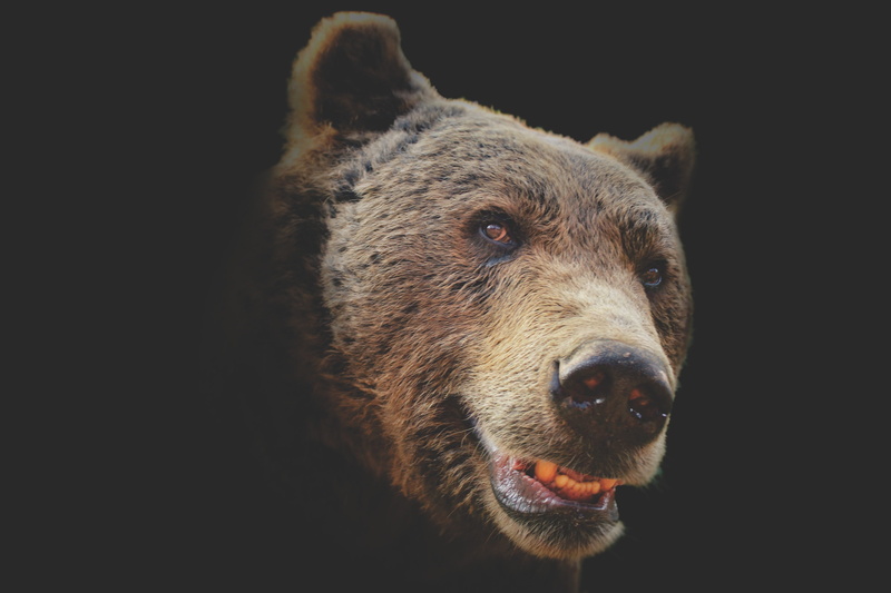 animal mouth, animals In The Wild, taxidermy, looking at camera, aggression, close-up, snout, close, large, fur, animal themes, Beast, Power, vertebrate