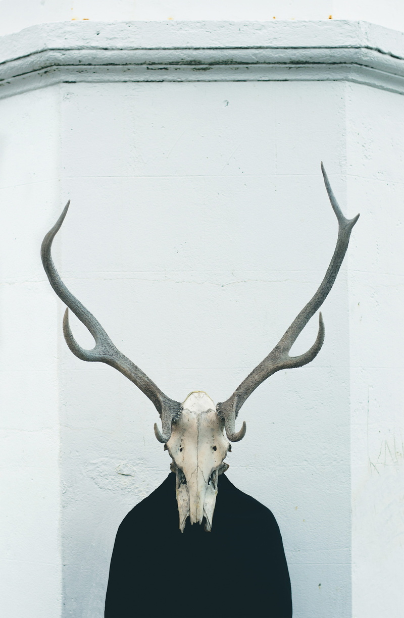 animal wildlife, animal, Surrealism, antler, people, bone, taxidermy, no people, mammal, animal head, wall - building feature, wildlife, mounted, animal body part