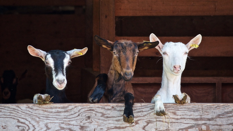 cow, three, animal body part, agriculture, nature, animal wildlife, farm, livestock, daytime, vertebrate, three animals, photo, taxidermy, goats, taking