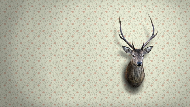 indoors, deer, no people, animal wildlife, animal body part, animal, decoration, wall, antler, herbivorous, one animal, taxidermy, pattern, wall - building feature