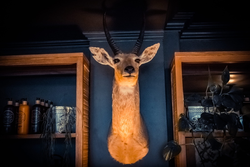 wood - material, mount, taxidermy, trophy, animal head, indoors, decor, looking at camera, 5K, animal body part, statue, creativity, art and craft, no people