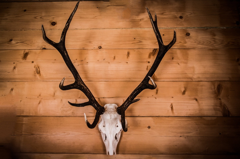 hart, wall, brown, animal head, antlers, wood - material, wall - building feature, trophy, no people, mounted, deer, ciekoty, bone, 2K, single object