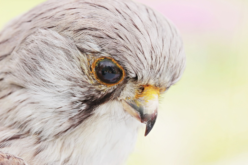 focus on foreground, animals in the wild, object object, head, taxidermy, day, close-up, study purpose, bird preparation, eye, animal themes, close, 5K